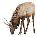 Elk